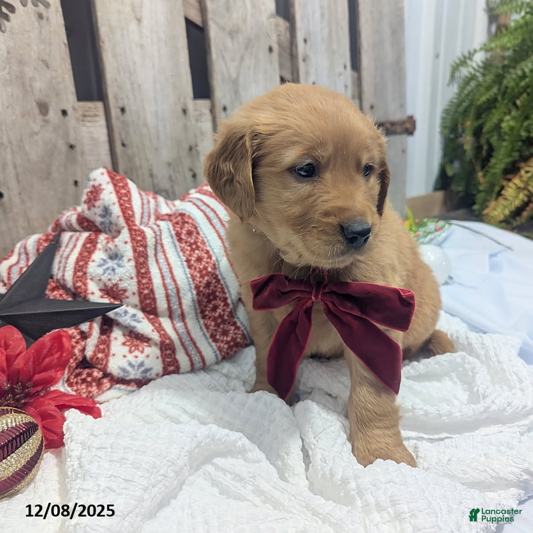 Golden Retriever dogs for sale: Star - Ad 5