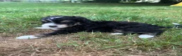 Mini Bernedoodle dogs for sale: Gale - Ad 4