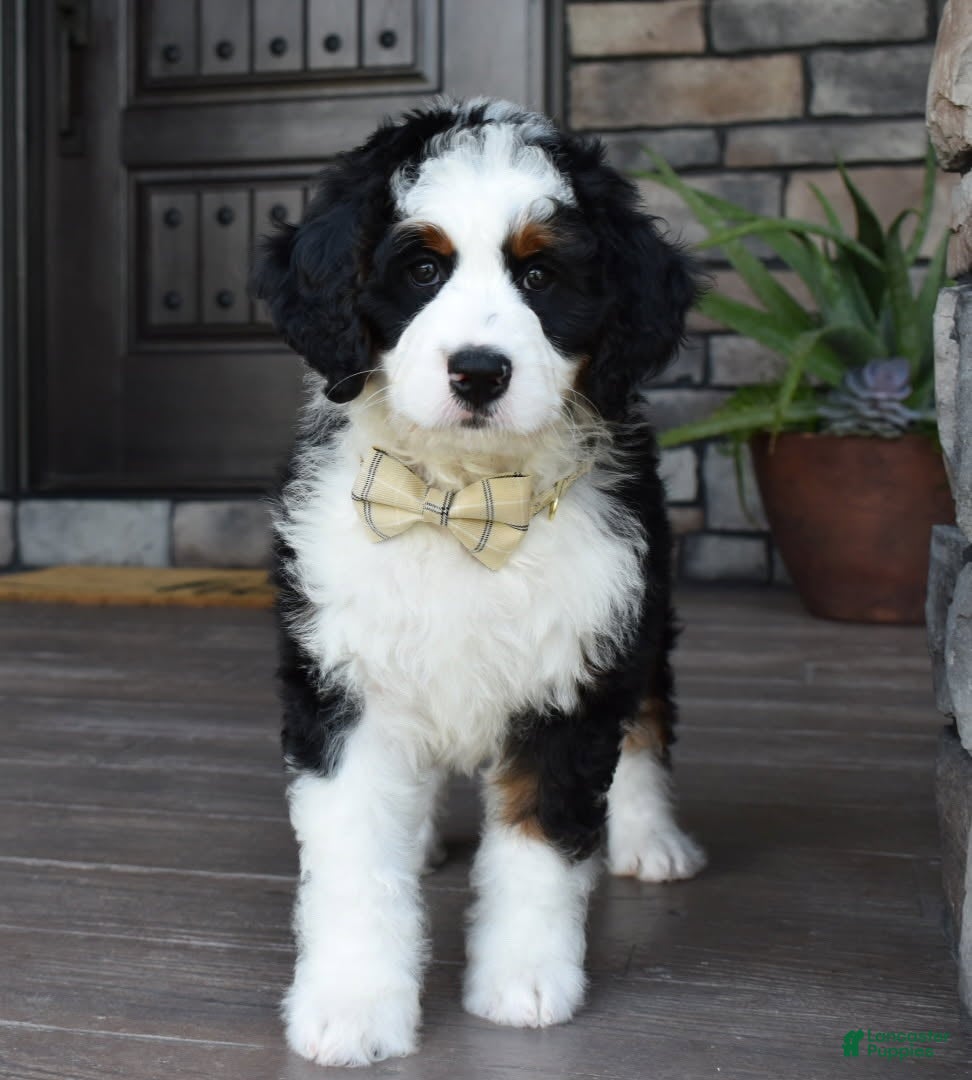 Mini Bernedoodle dogs Jazzie - Ad 1
