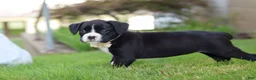 Boxer dogs for sale: London - Ad 5