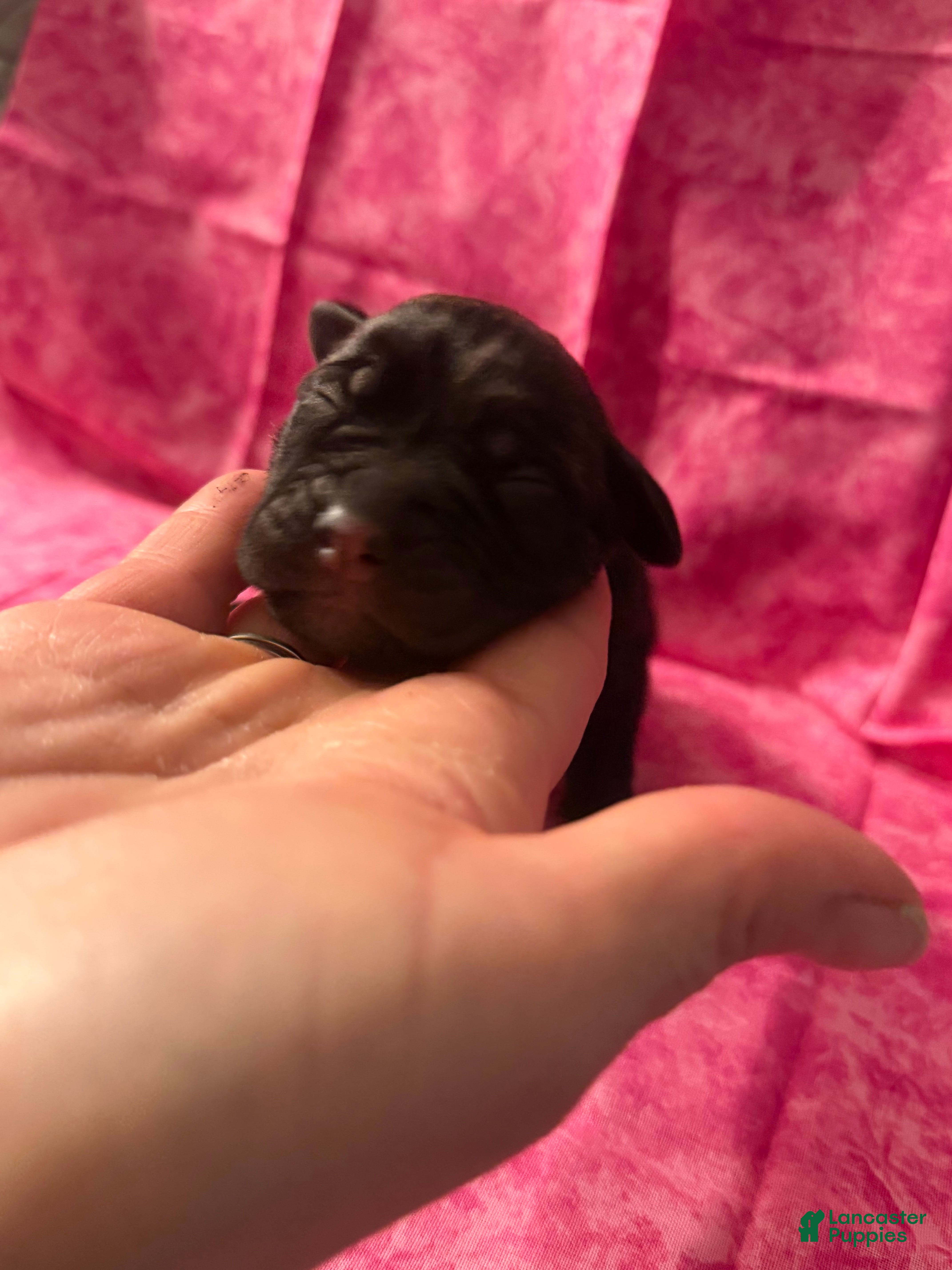 Cane Corso dogs Cane Corso Puppy 5 - Ad 5