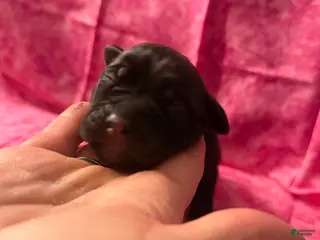 Cane Corso dogs Cane Corso Puppy 5 - Ad 9