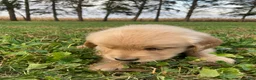 Golden Retriever dogs for sale: Arthur - Ad 5