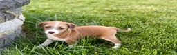 Mixed Breed dogs for sale: Italian greyhound/Havanese Cade  - Ad 9
