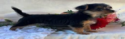 Yorkshire Terrier dogs for sale: MR Pepsi - Ad 9
