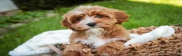 Cavapoo dogs for sale: Harper - Ad 2