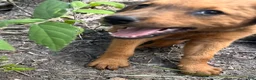 Mixed Breed dogs for sale: Wolfie - Doberdoodle - Ad 1