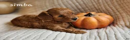 Cavapoo dogs for sale: Simba - Ad 10