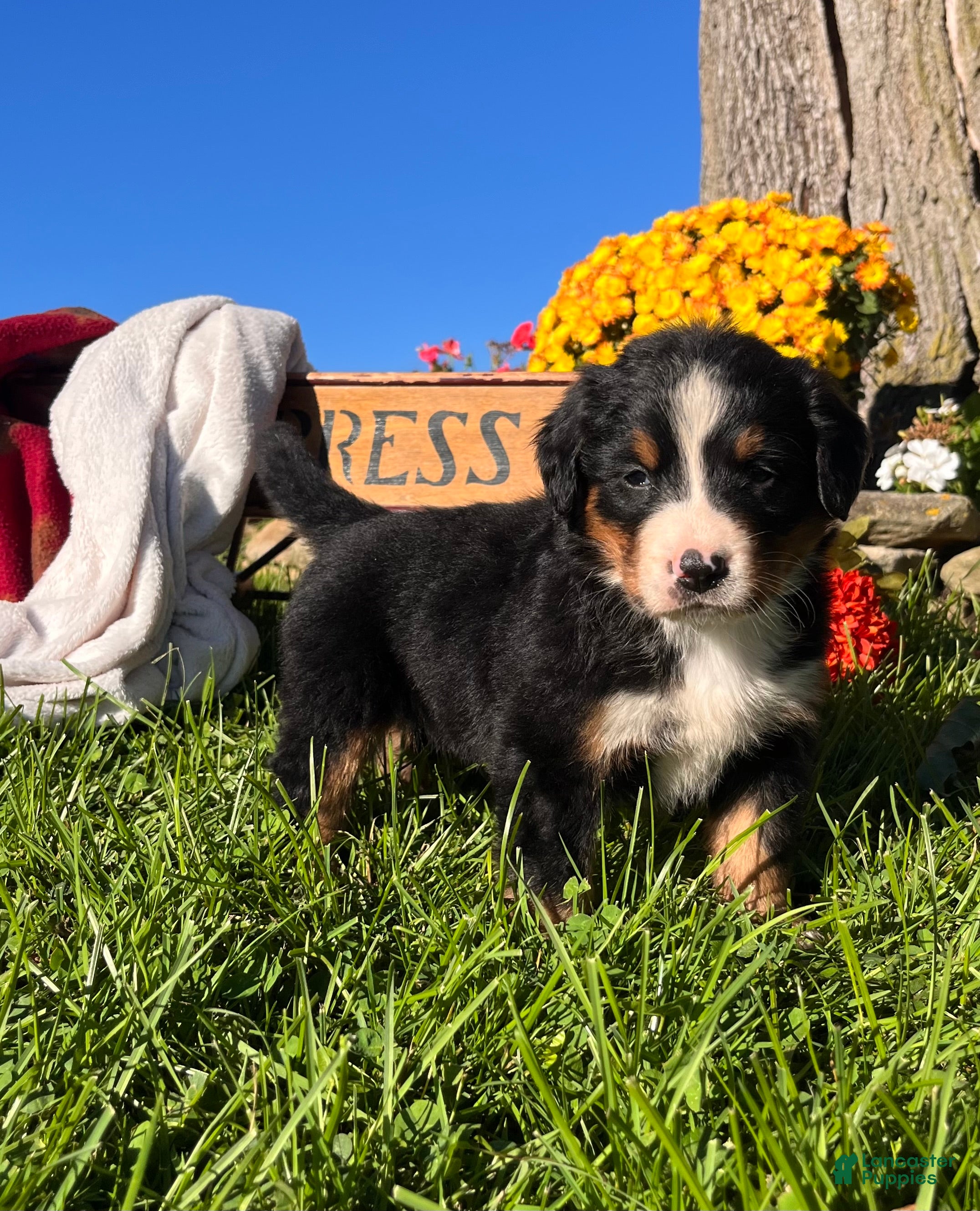 Bernese Mountain Dog dogs Rosie❤️AKC Champion. Genetic Tested - Ad 1
