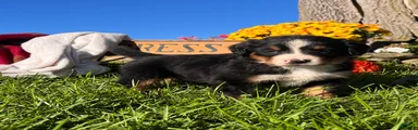 Rosie❤️AKC Champion. Genetic Tested