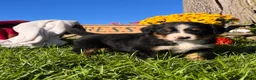 Bernese Mountain Dog dogs for sale: Rosie❤️AKC Champion. Genetic Tested - Ad 1