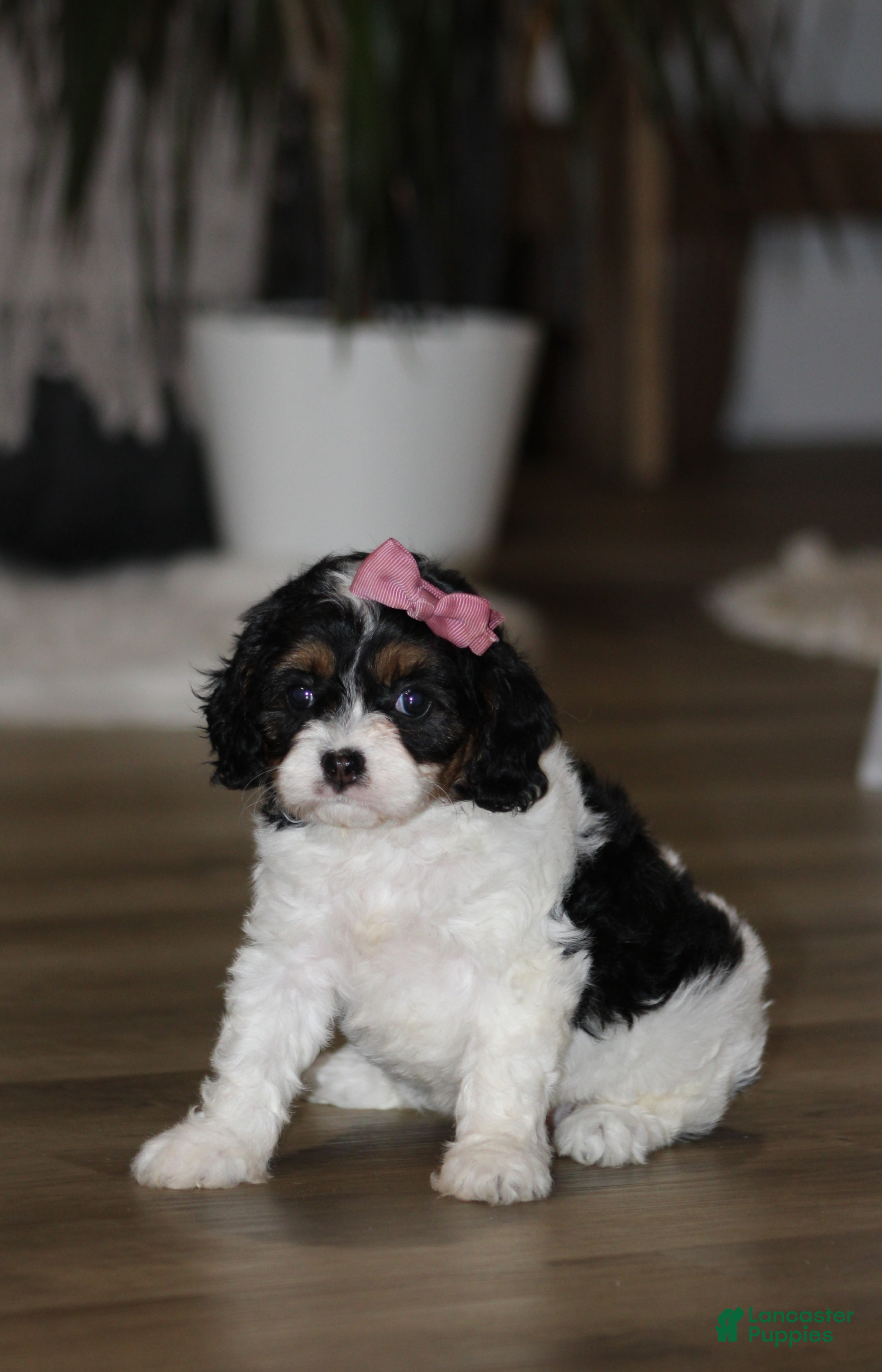 Cavapoo dogs Oreo - Ad 1