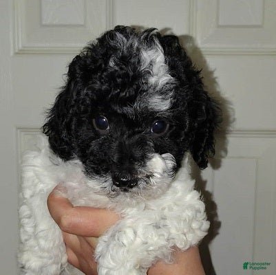 Miniature Poodle dogs Oreo (3 pounds) - Ad 1