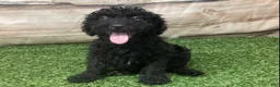 Kerry Blue Terrier dogs for sale: Teddy - Ad 5