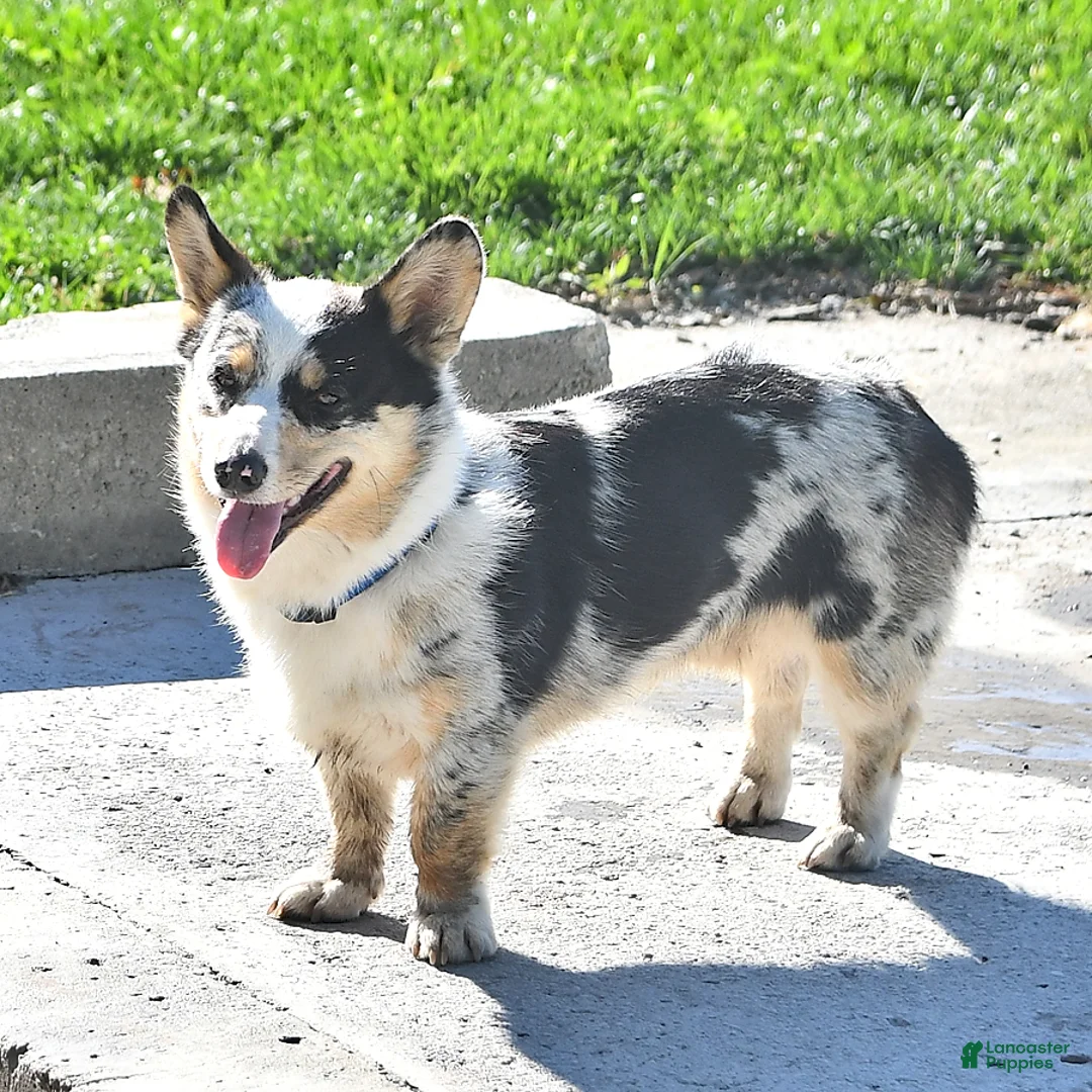 Welsh Corgi Pembroke dogs for sale: Sparkey   - Ad 7