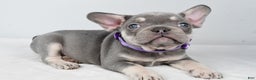 French Bulldog dogs for sale: Kayla - Ad 2