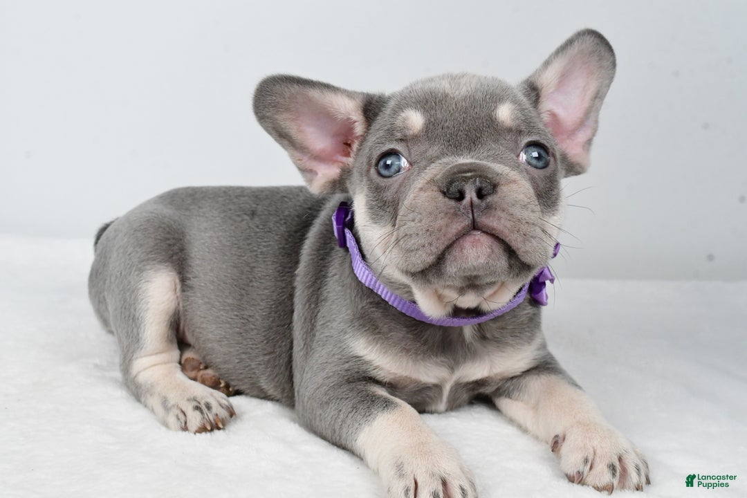 French Bulldog dogs for sale: Kayla - Ad 2