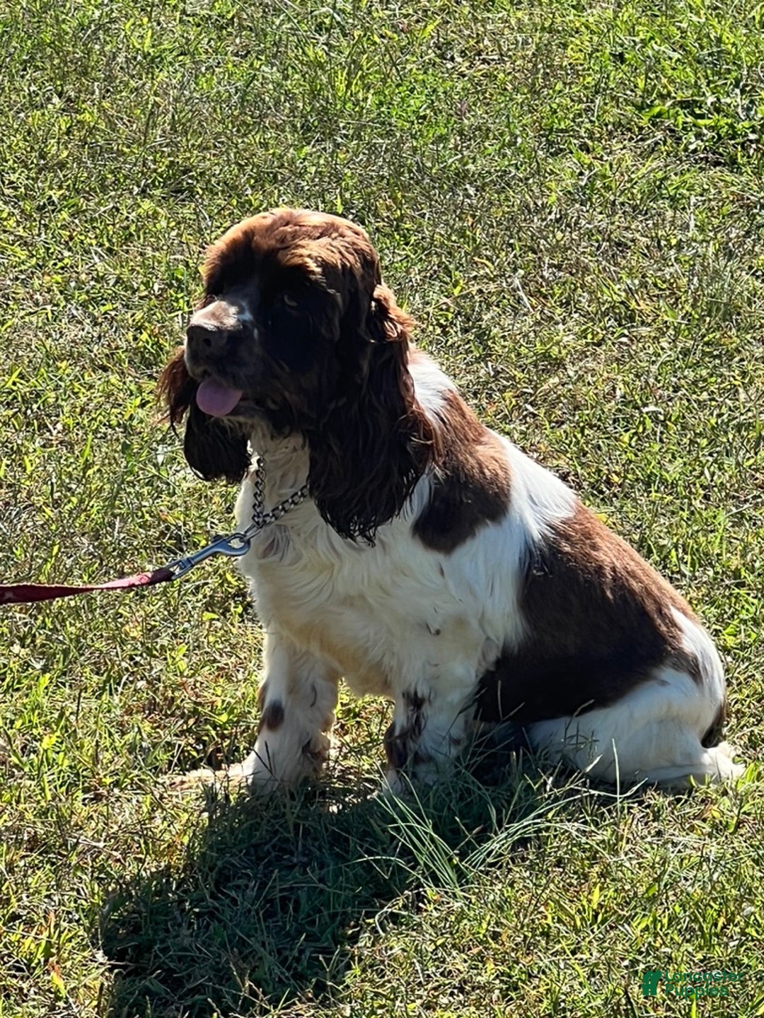 Cocker Spaniel dogs for sale: Tucker - Ad 3