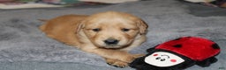 Golden Retriever dogs for sale: Fawn - Ad 1
