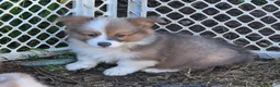Welsh Corgi Pembroke dogs for sale: Dazzling Danny - Ad 16