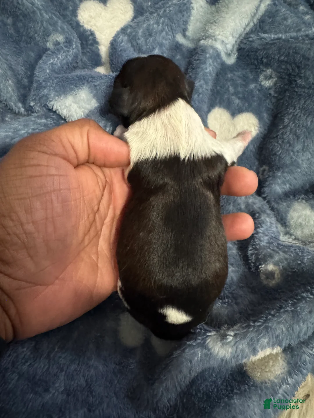 Shih Tzu dogs for sale: BLISS - Ad 1