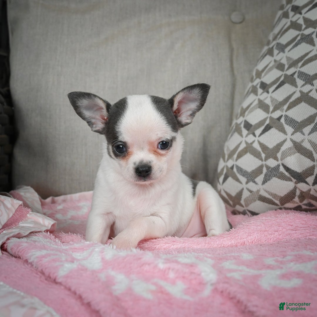 Chihuahua dogs for sale: Jake - Ad 12