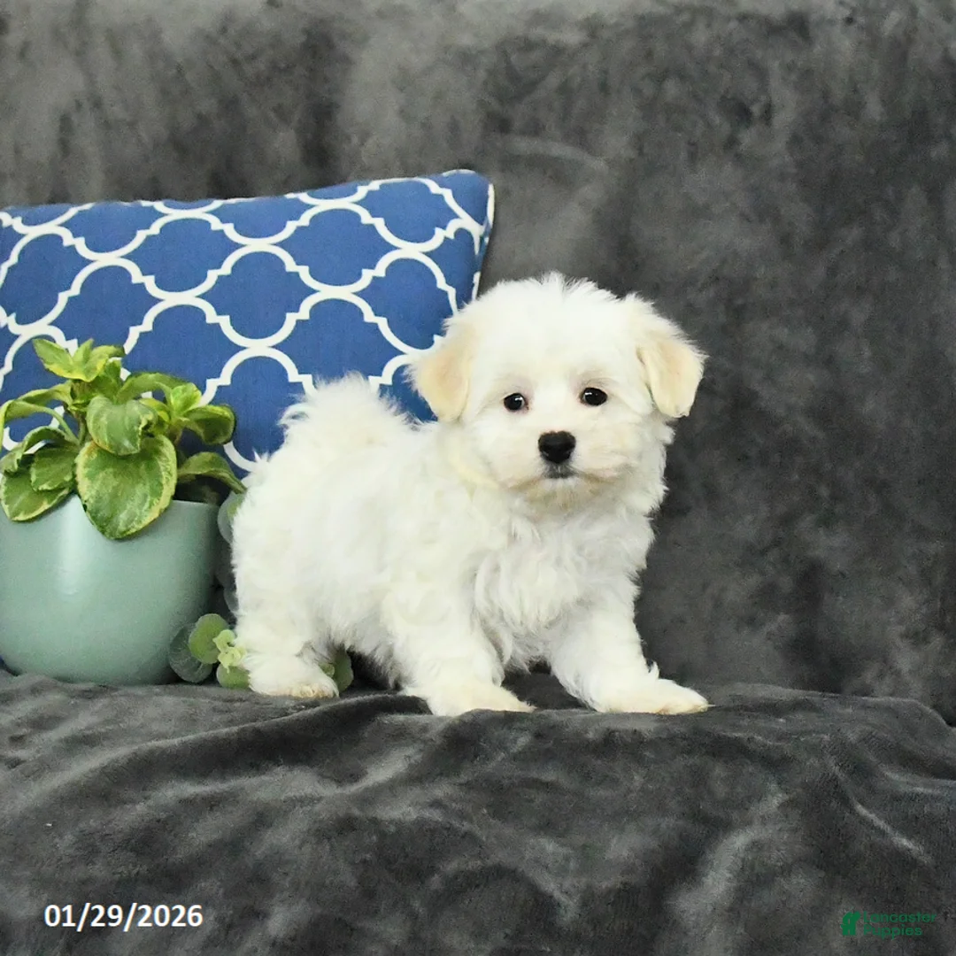 Mixed Breed dogs for sale: Dusty - Ad 3