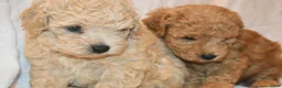 Toy Poodle dogs for sale: Toy Poodle 2 - Ad 5
