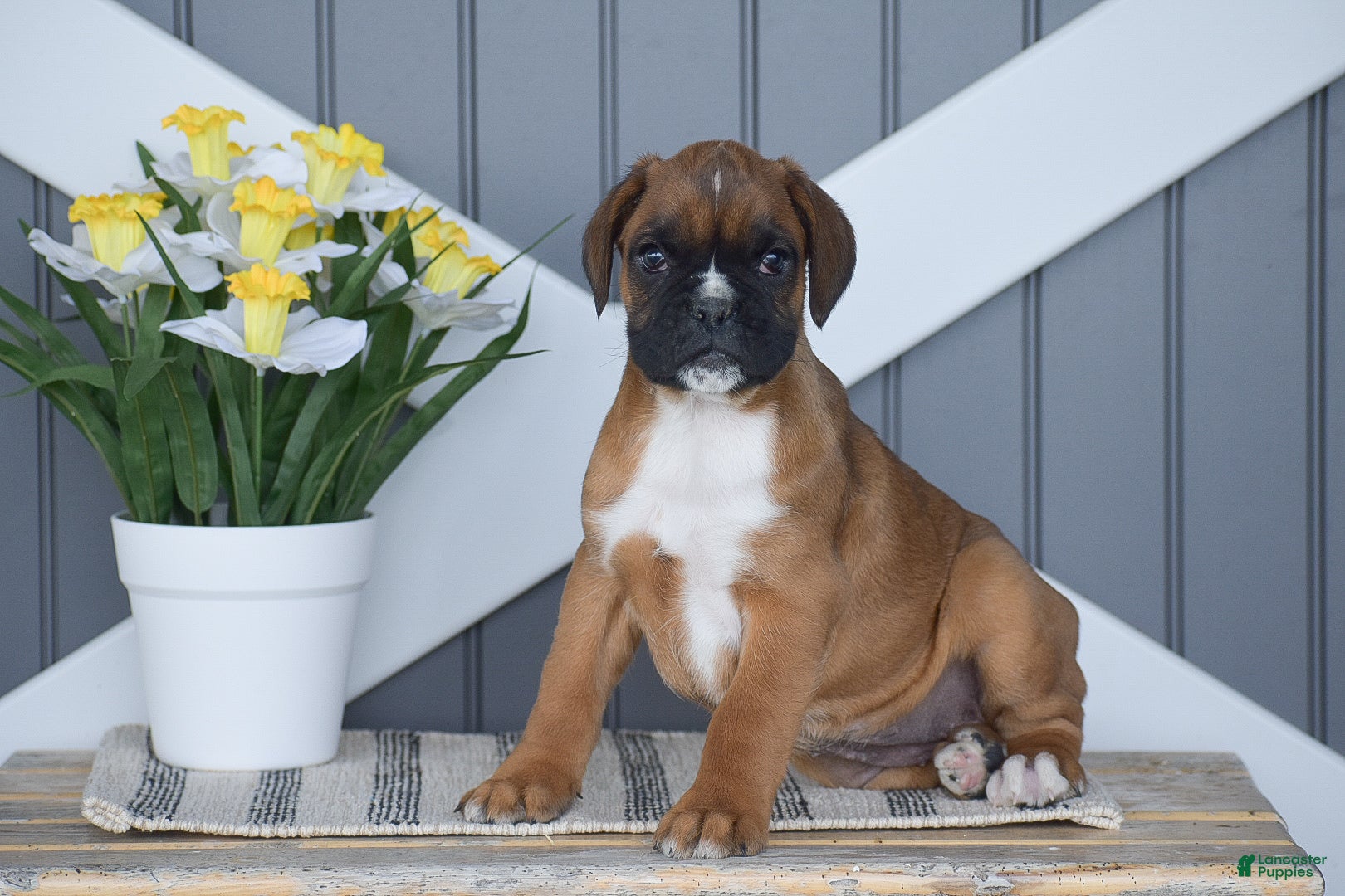 Boxer dogs Gigi - Ad 2