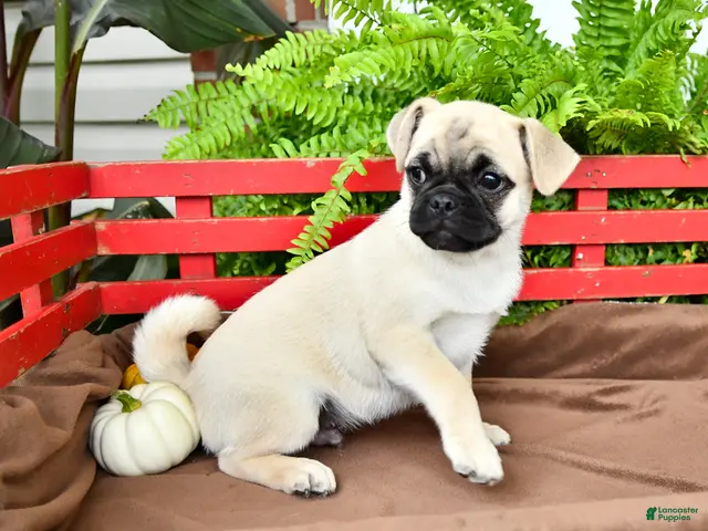 Mixed Breed dogs for sale: Snuggles - Ad 2