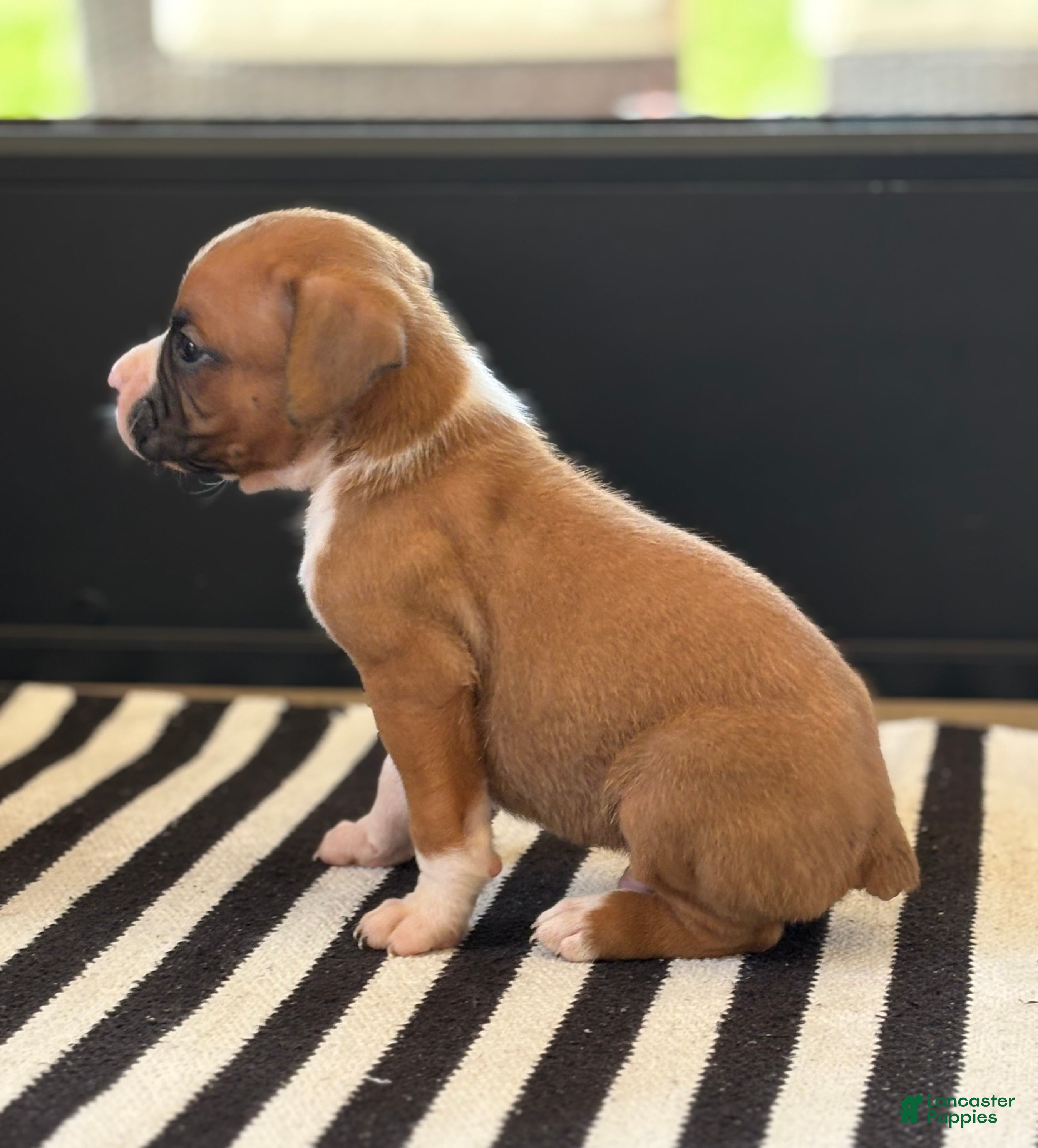Boxer dogs Dozer - Ad 2