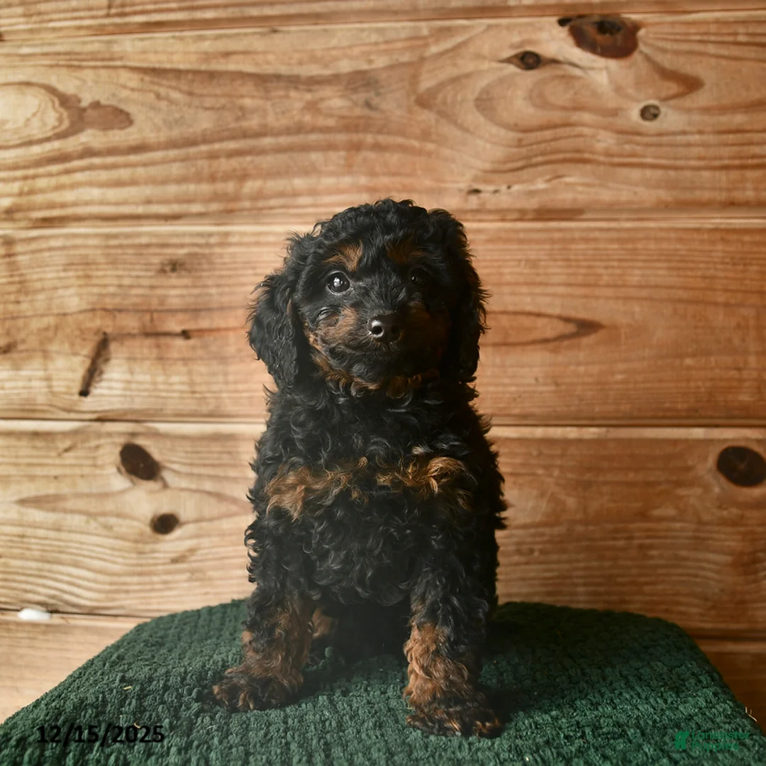 Mini Goldendoodle dogs for sale: Nate  - Ad 3