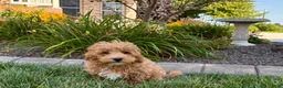 Maltipoo dogs for sale: Maltipoo 2 - Ad 3