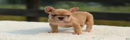 French Bulldog dogs for sale: Ivanka - Ad 9