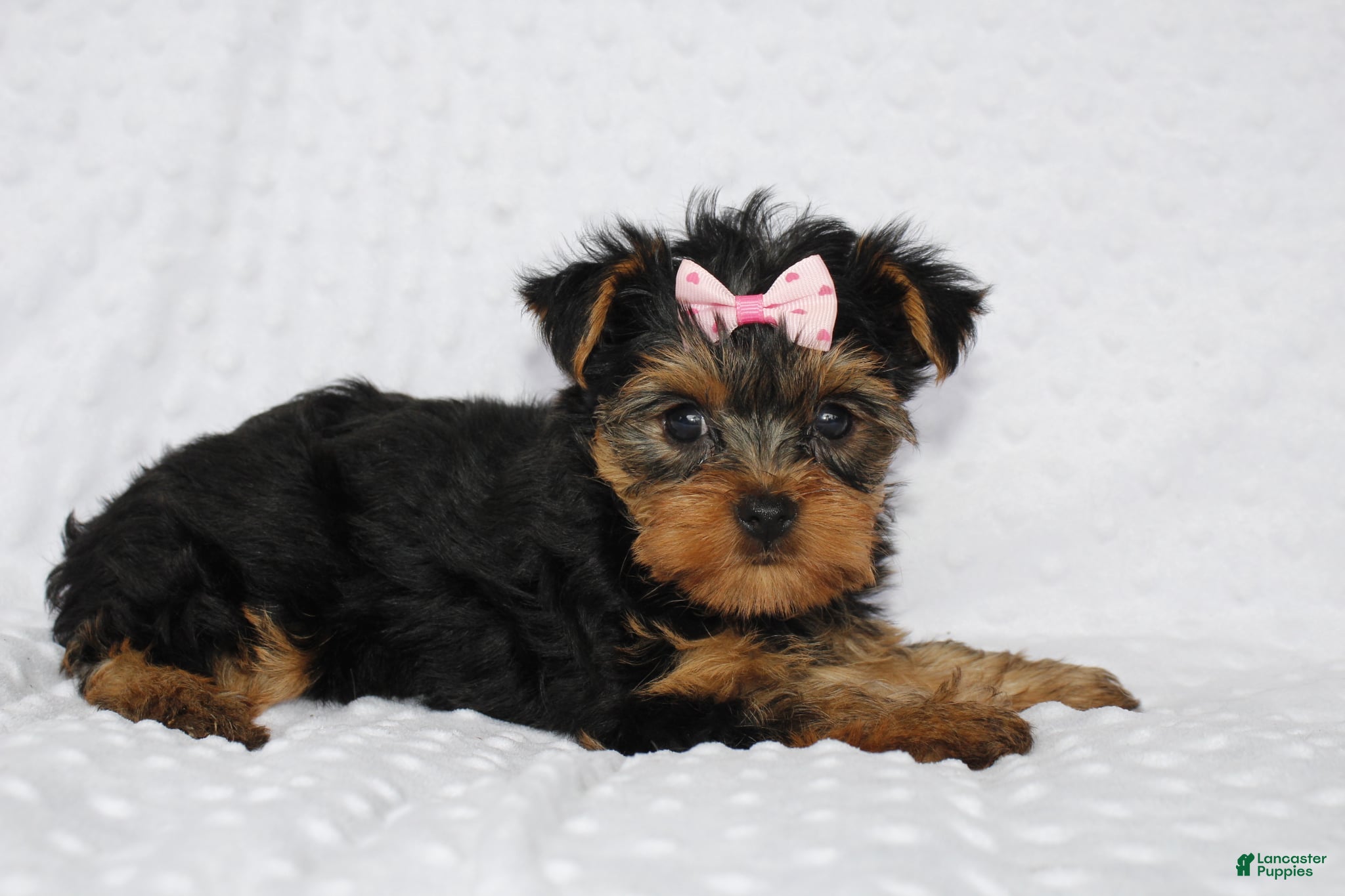 Yorkshire Terrier dogs Macy - Ad 2