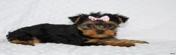 Yorkshire Terrier dogs for sale: Macy - Ad 2