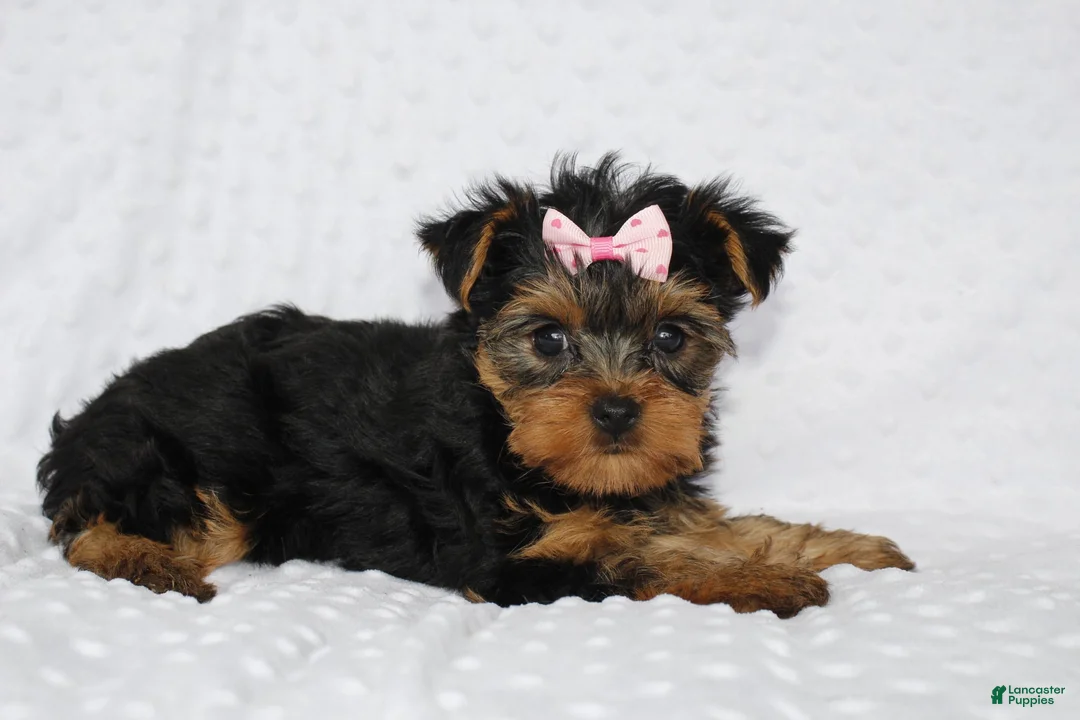 Yorkshire Terrier dogs for sale: Macy - Ad 2