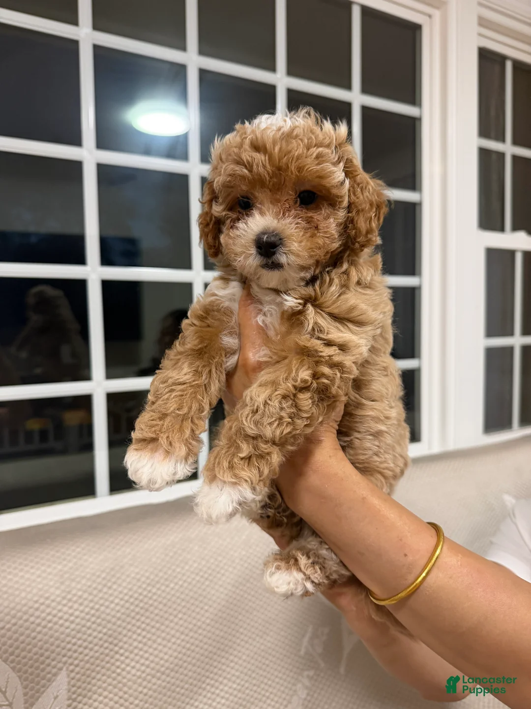Maltipoo dogs for sale: Maltipoo 2 - Ad 1