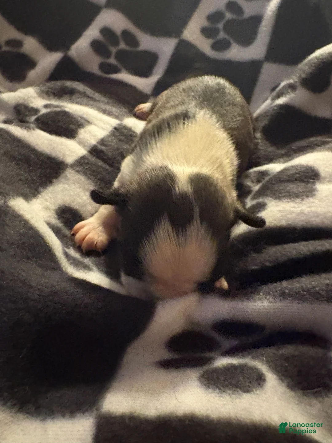 Boston Terrier dogs for sale: Eugene - Ad 1