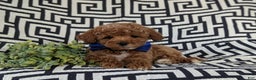 Maltipoo dogs for sale: Daine - Ad 5