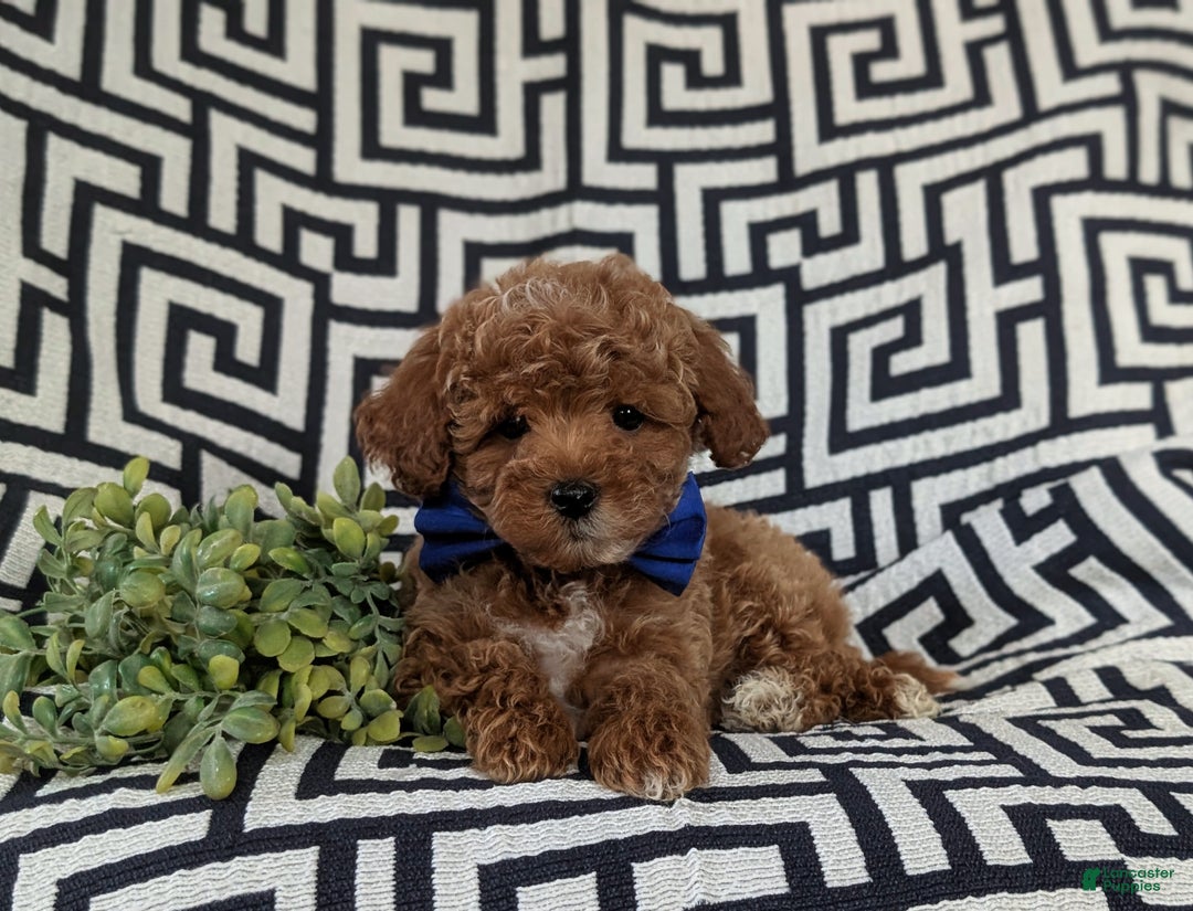 Maltipoo dogs for sale: Daine - Ad 5