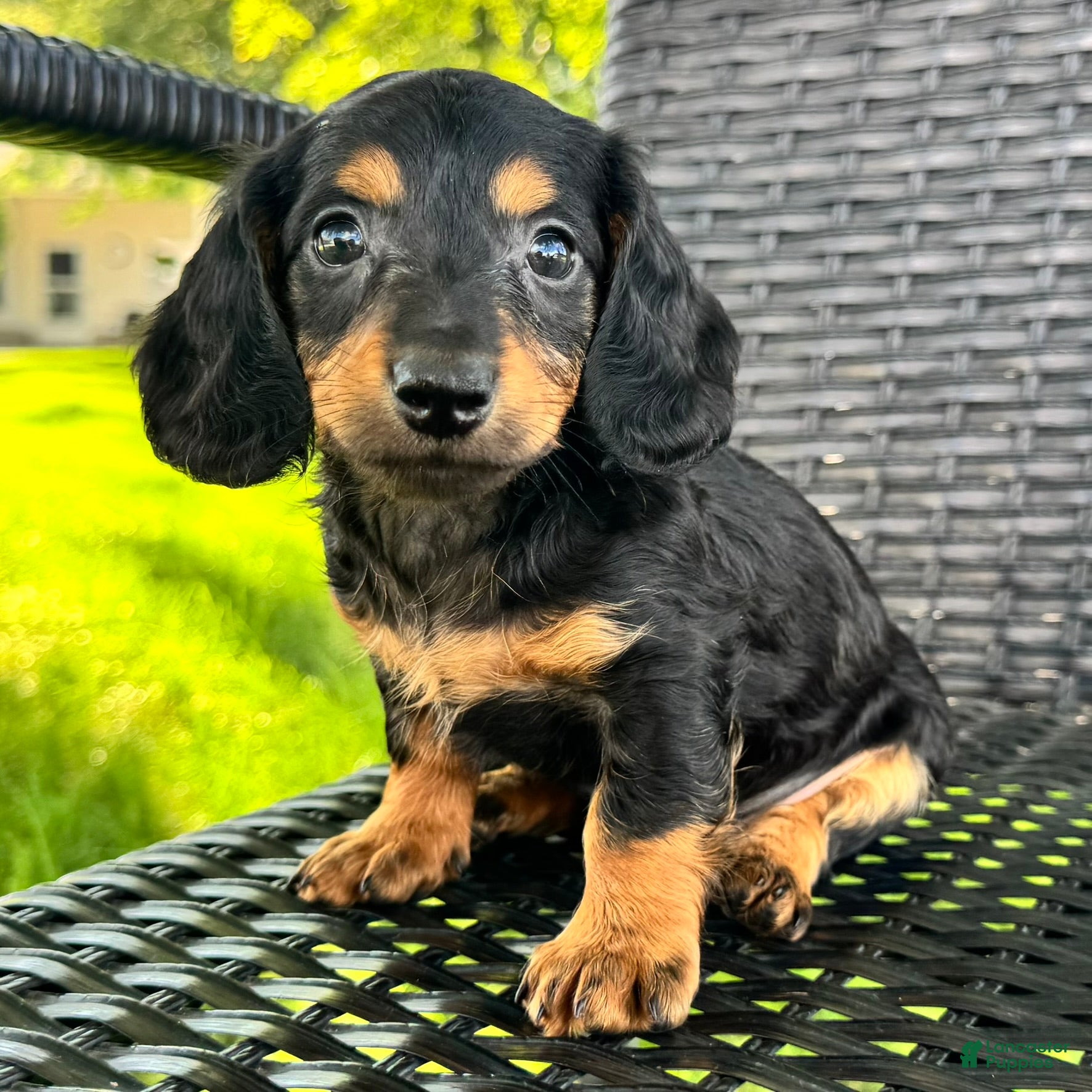 Dachshund dogs for sale: Devo - Ad 3
