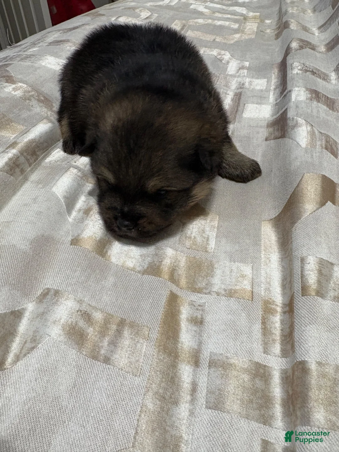 Pomeranian dogs for sale: Pomeranian 4 - Ad 2