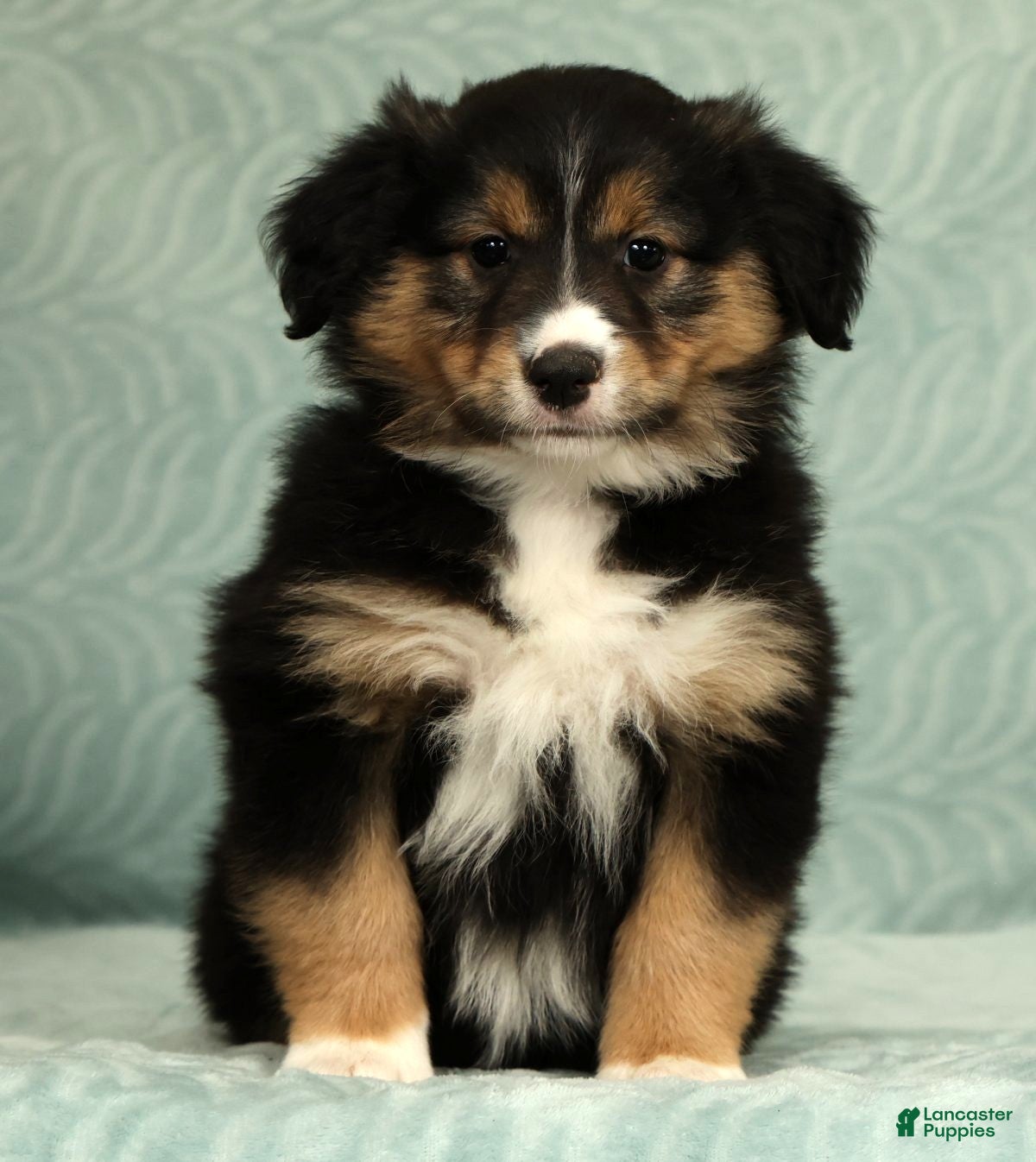 Australian Shepherd dogs Maisy - Ad 2