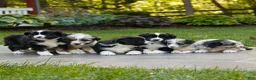Miniature Australian Shepherd dogs for sale: Callie  - Ad 4