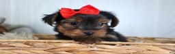 Yorkshire Terrier dogs for sale: CODY - Ad 21