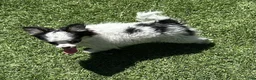 Chihuahua dogs for sale: Chihuahua 1 - Ad 3