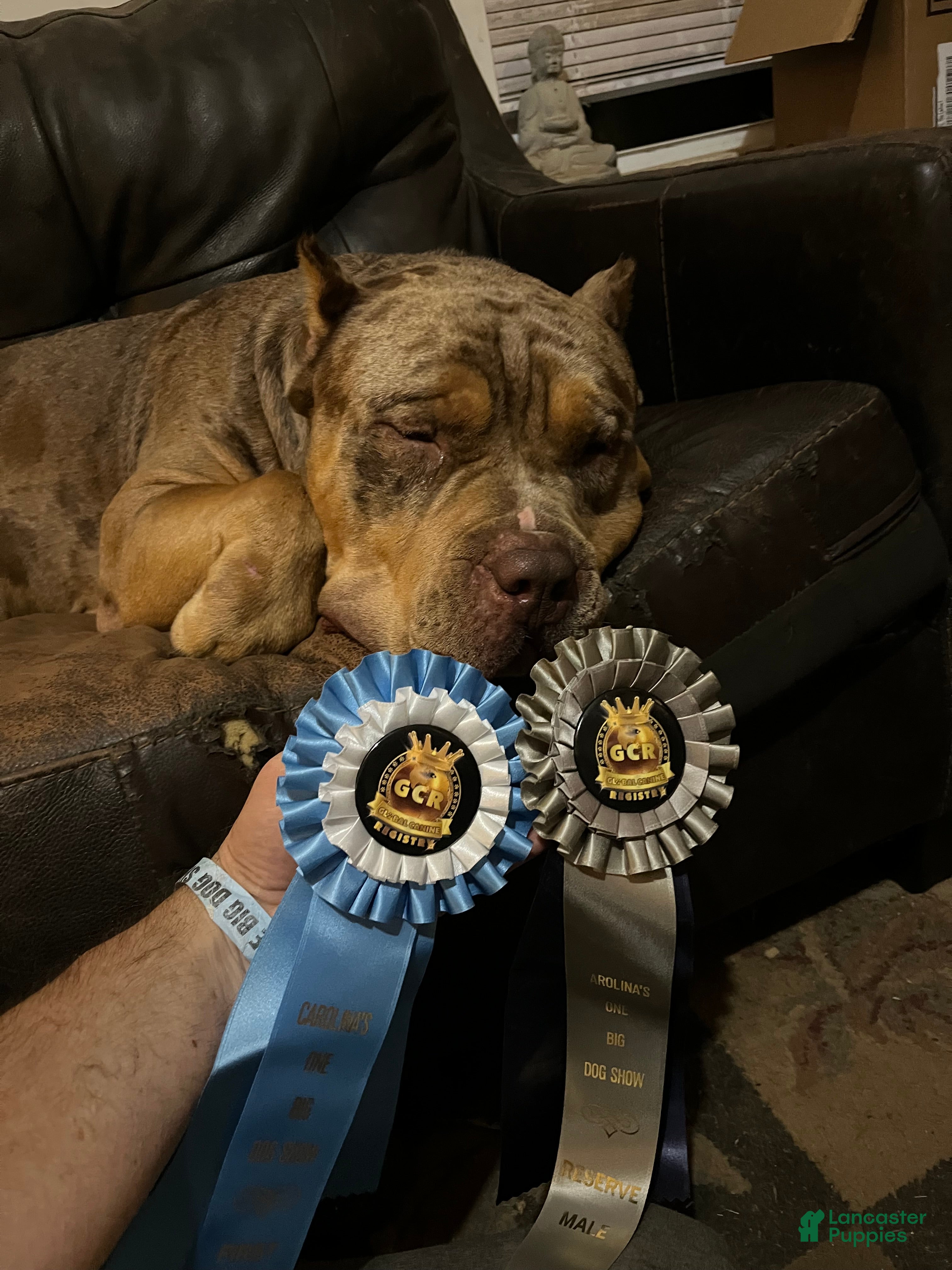 American Bully dogs Xl bully - Ad 3