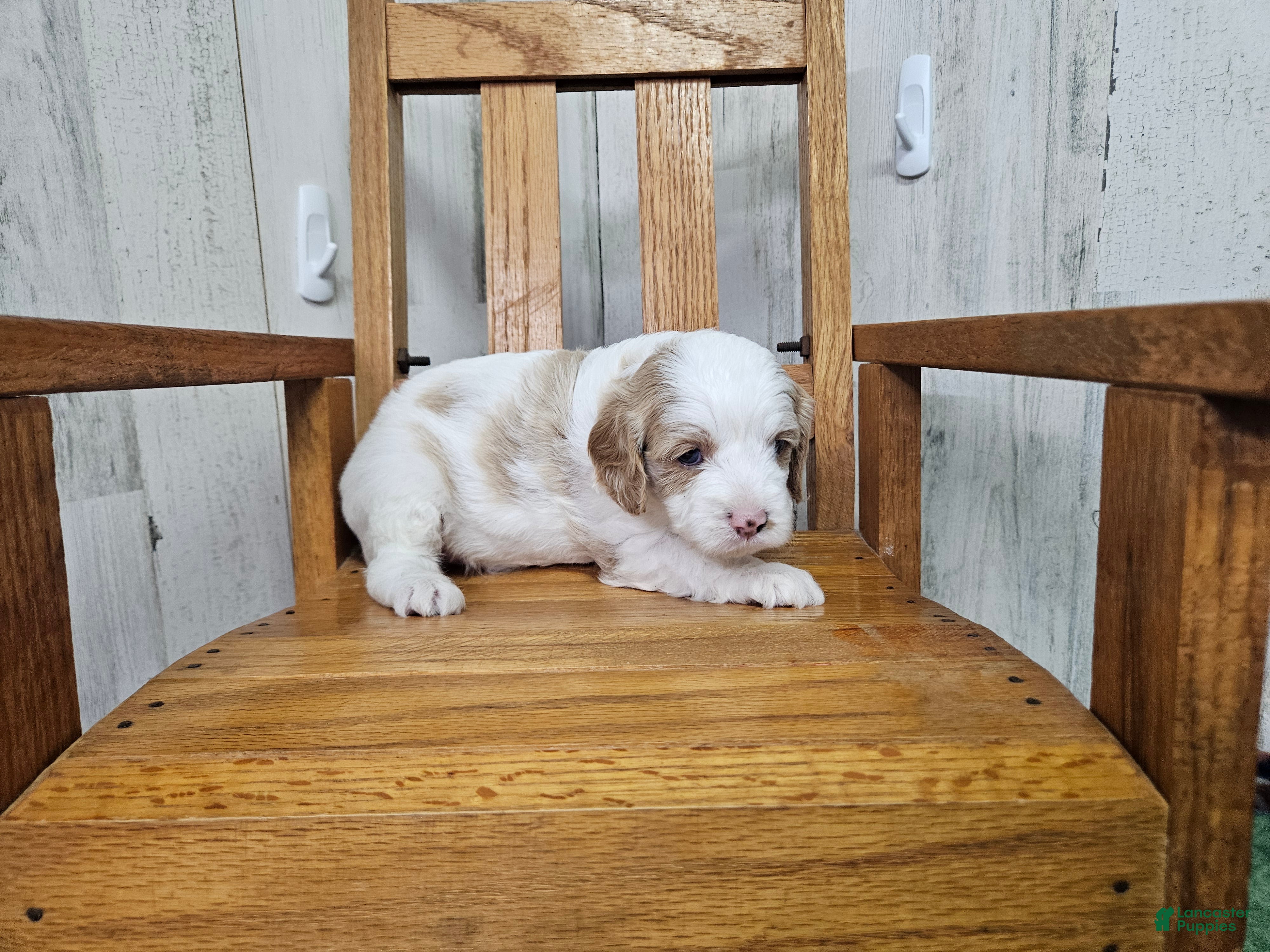 Cavapoo dogs F1 Honey - Ad 37