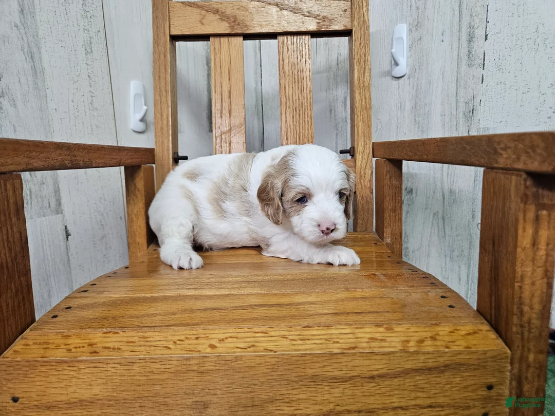 Cavapoo dogs for sale: F1 Honey - Ad 2